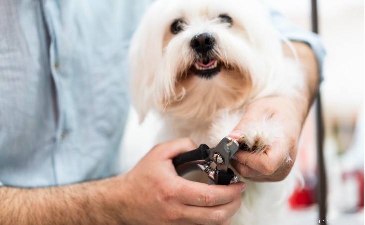 Expert Guide to Maintaining Your Dog s Claws for Health and Comfort