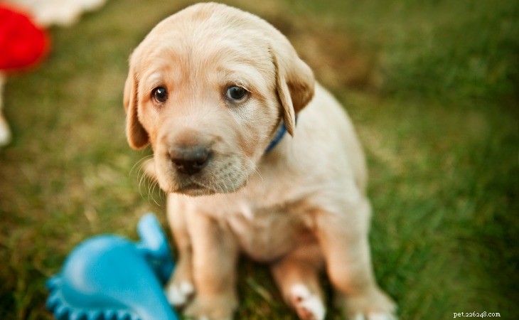 Understanding Why Your Dog Might Cry: Signs, Causes, and Solutions
