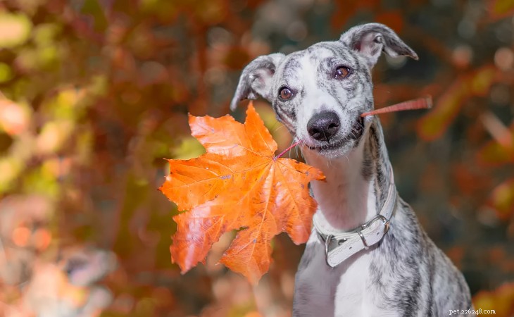 Top Dog Breeds for Running: Find Your Ideal Athletic Companion