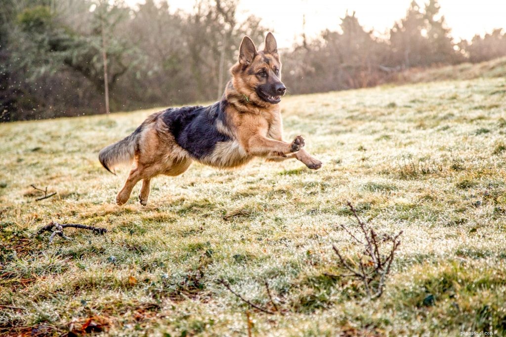 Top Dog Breeds for Running: Find Your Ideal Athletic Companion