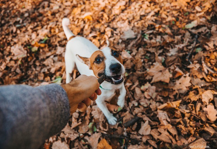 Top Dog Breeds for Running: Find Your Ideal Athletic Companion