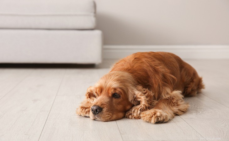Keep Your Dog Safe: Expert Tips to Beat the Summer Heat