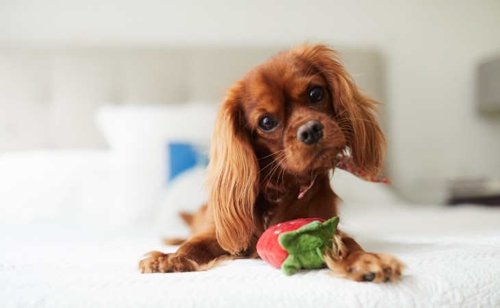 Train Your Dog to Fetch: Simple Steps for a Calm, Efficient Game