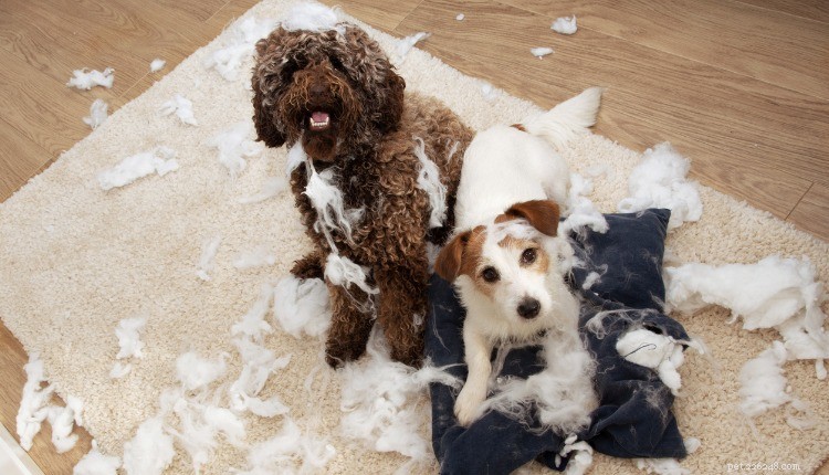 Understanding and Treating Separation Anxiety in Dogs