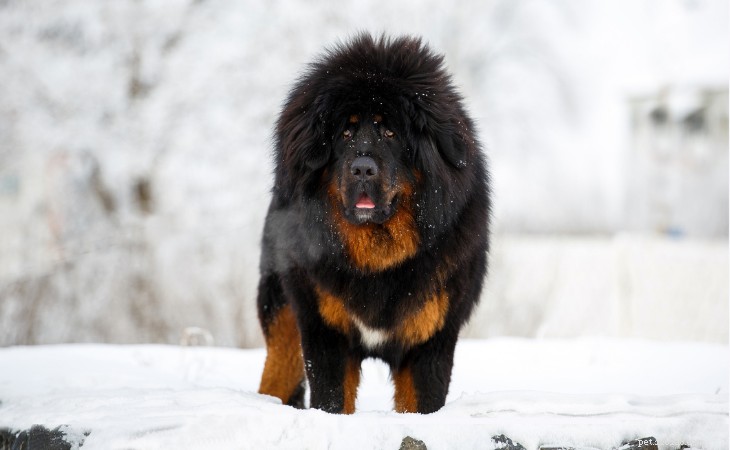 Tibetan Mastiff: Ancient Giant Dog & Loyal Guardian