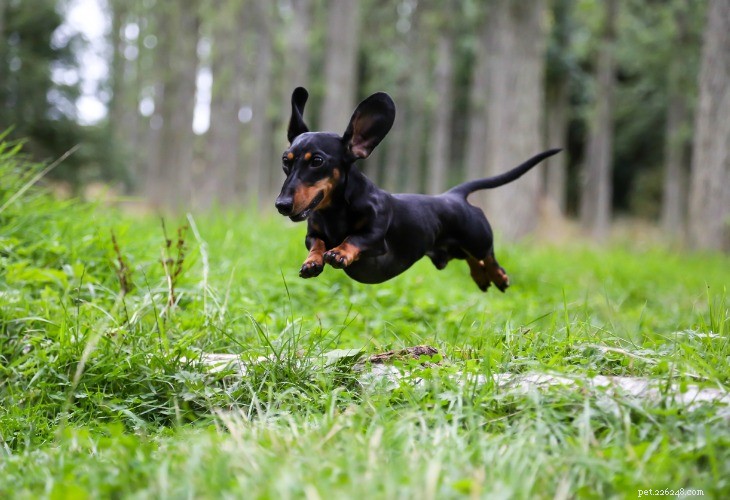 Dachshund: The Affectionate, Energetic German Sausage Dog