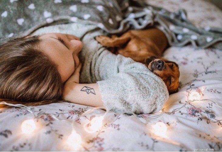 Dachshund: The Affectionate, Energetic German Sausage Dog