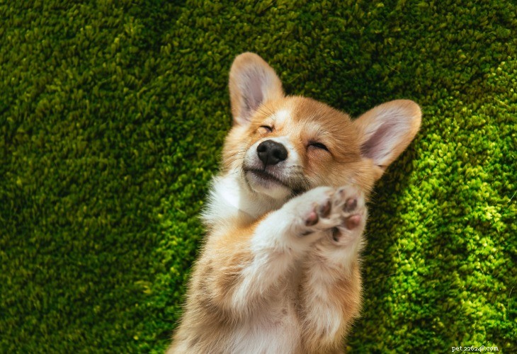 Welsh Corgi: The Loyal, Energetic Companion