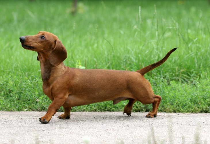 Dachshund: The Affectionate, Energetic German Sausage Dog