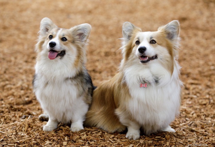 Welsh Corgi: The Loyal, Energetic Companion