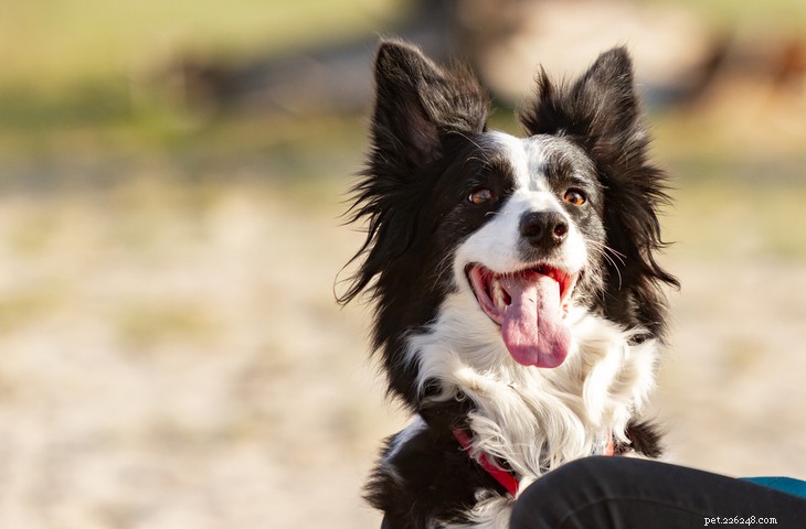 Border Collie – Intelligent, Energetic & Affectionate Working Dog