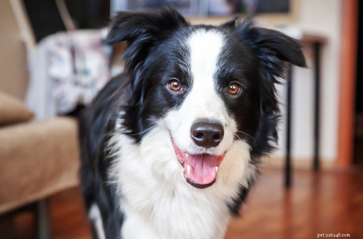 Border Collie – Intelligent, Energetic & Affectionate Working Dog