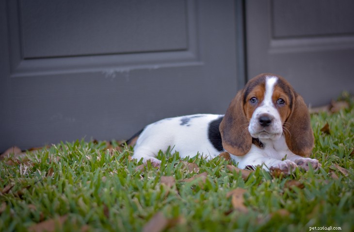 Basset Hound: Classic Traits & Caring Guide