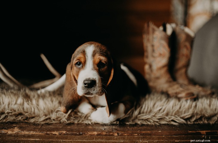 Basset Hound: Classic Traits & Caring Guide