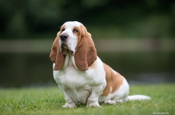Basset Hound: Classic Traits & Caring Guide