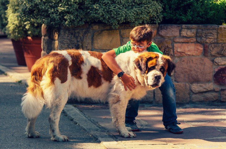 Saint Bernard Dog: Traits, Care, and History