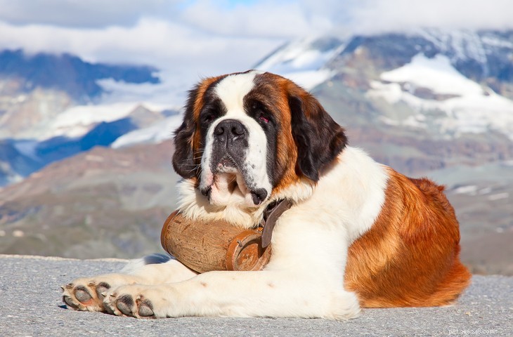 Saint Bernard Dog: Traits, Care, and History