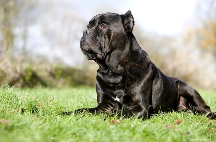 Cane Corso: The Elegant Italian Guard Dog