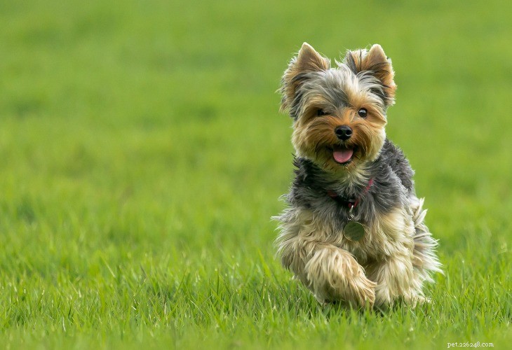 Yorkshire Terrier: Elegant, Loyal Small Companion
