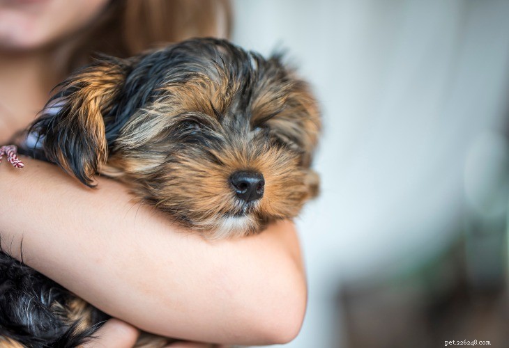 Yorkshire Terrier: Elegant, Loyal Small Companion