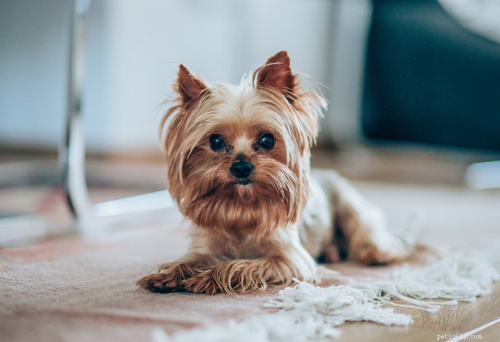 Yorkshire Terrier: Elegant, Loyal Small Companion