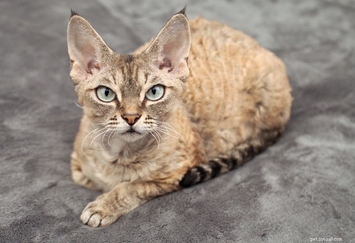 Devon Rex: The Charming Curly-Coated Cat Breed