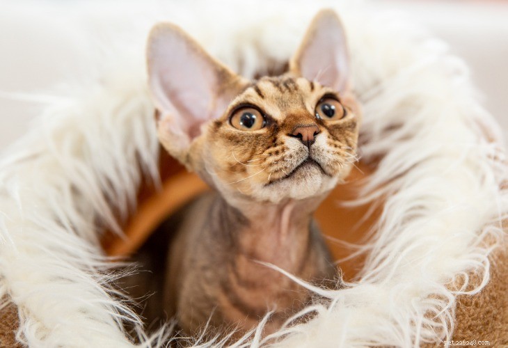 Devon Rex: The Charming Curly-Coated Cat Breed