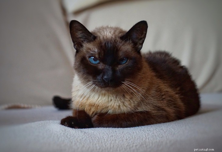 Balinese Cat: Medium-Long Hair, Siamese Heritage, 10+ Years Life Expectancy