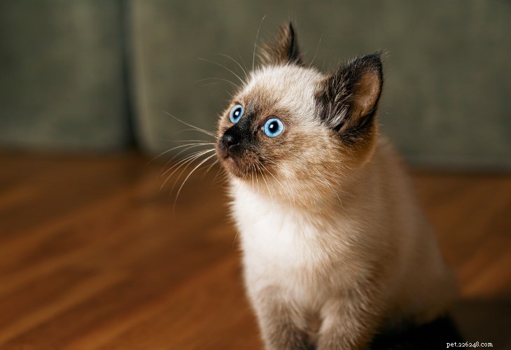 Balinese Cat: Medium-Long Hair, Siamese Heritage, 10+ Years Life Expectancy
