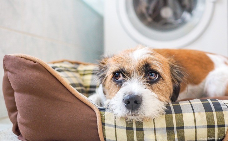 Common Dog Fears: Causes, Signs, and Solutions