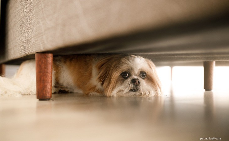Common Dog Fears: Causes, Signs, and Solutions