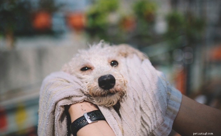 The Ultimate Guide to Safely Bathing Your Dog