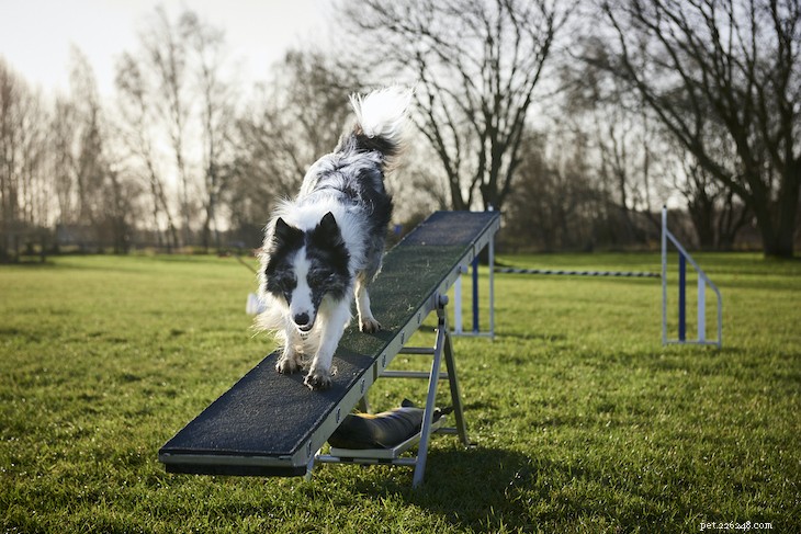 10 Surprising Facts About the Intelligent Border Collie