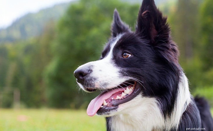 10 Surprising Facts About the Intelligent Border Collie