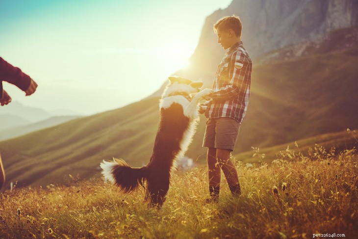 10 Surprising Facts About the Intelligent Border Collie