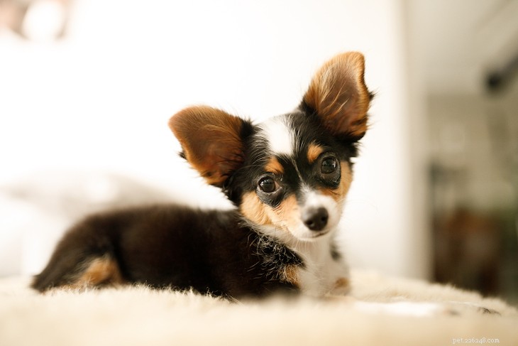 10 Best Small Dog Breeds to Fit Your Lifestyle