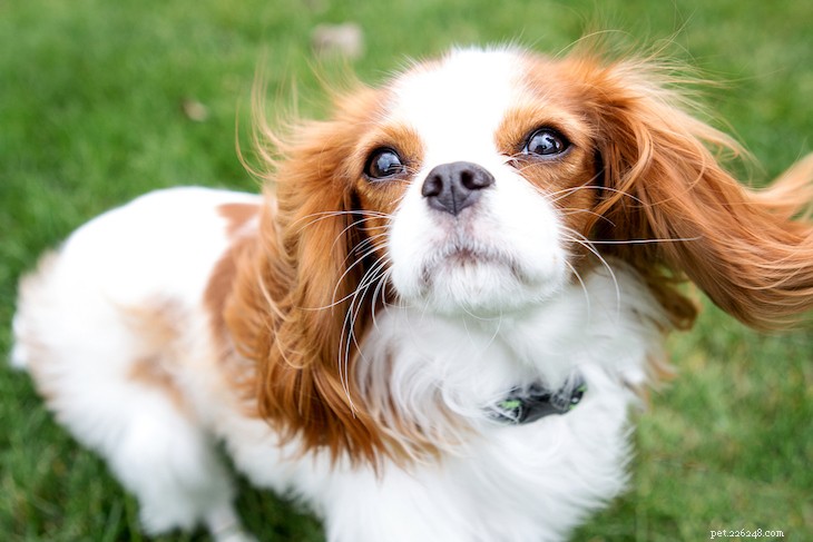 10 Best Small Dog Breeds to Fit Your Lifestyle