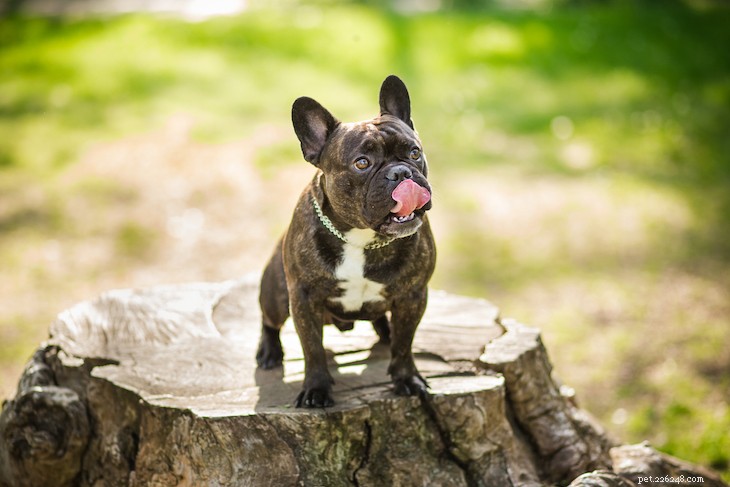 10 Best Small Dog Breeds to Fit Your Lifestyle