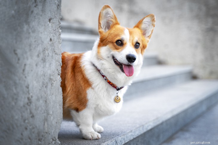 10 Best Small Dog Breeds to Fit Your Lifestyle
