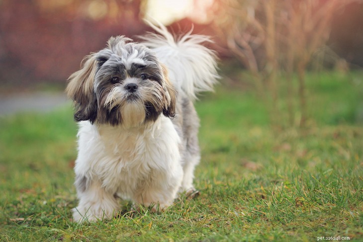 10 Best Small Dog Breeds to Fit Your Lifestyle