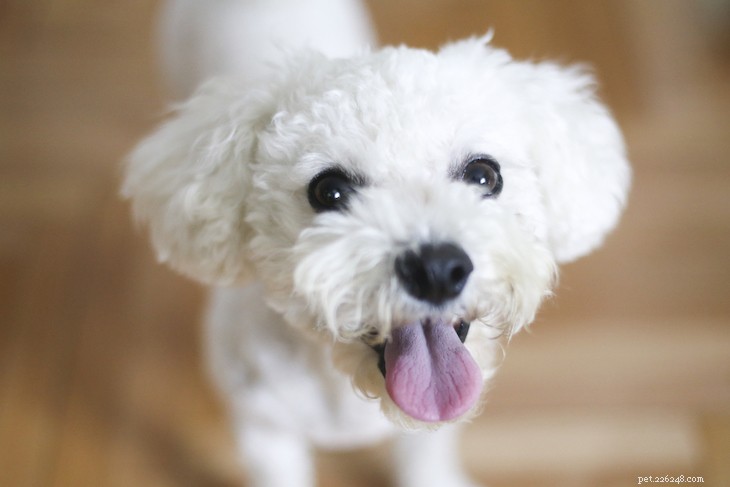 10 Best Small Dog Breeds to Fit Your Lifestyle