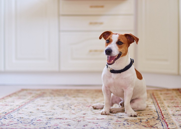 10 Best Small Dog Breeds to Fit Your Lifestyle