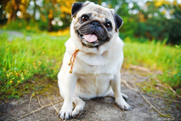 10 Best Small Dog Breeds to Fit Your Lifestyle