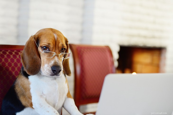 Stanley Coren’s Definitive Ranking of Dog Intelligence: A Proven Guide