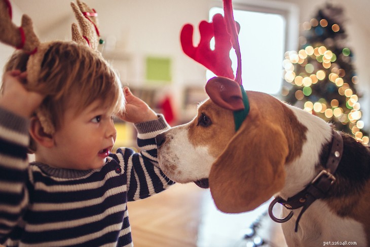 The 10 Best Family-Friendly Dog Breeds for Kids