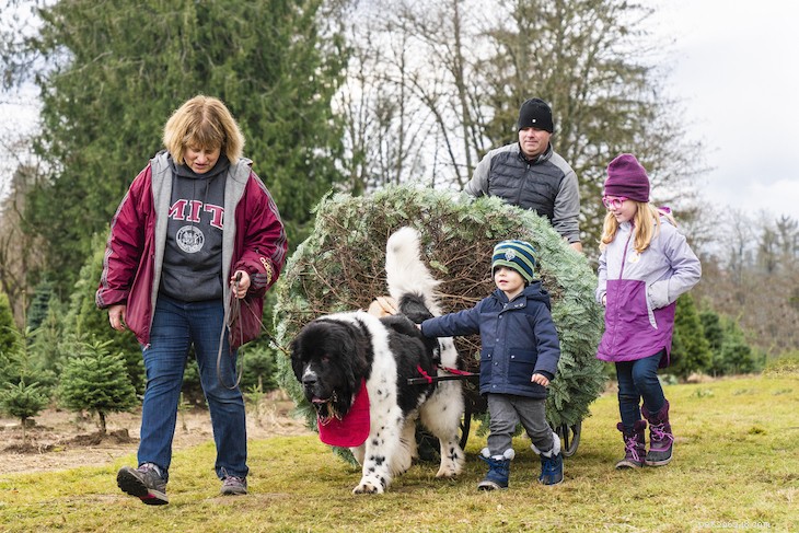 The 10 Best Family-Friendly Dog Breeds for Kids