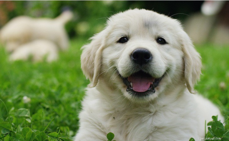 How to Welcome a New Puppy into Your Home: A Complete Guide