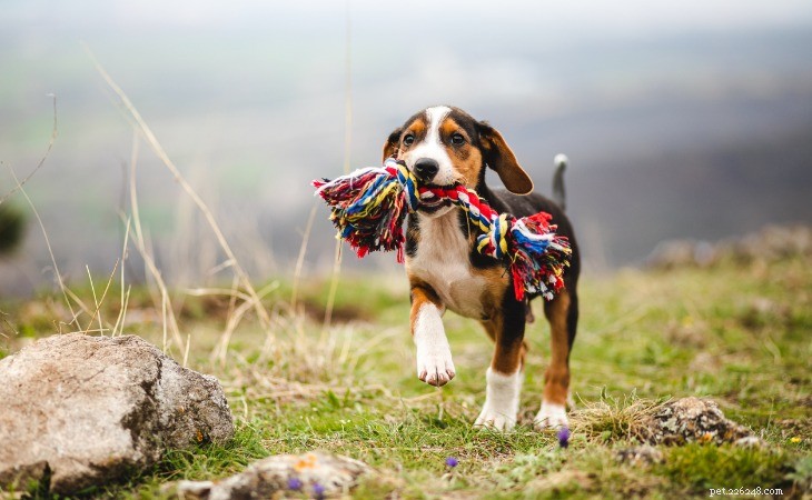 How to Welcome a New Puppy into Your Home: A Complete Guide
