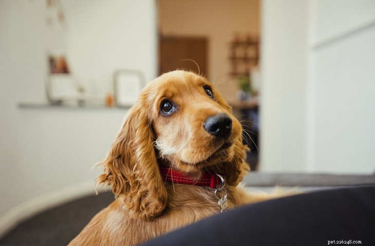 Discover the Top 10 Classic British Dog Breeds for Adoption