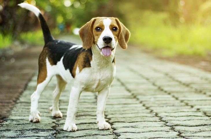 Discover the Top 10 Classic British Dog Breeds for Adoption